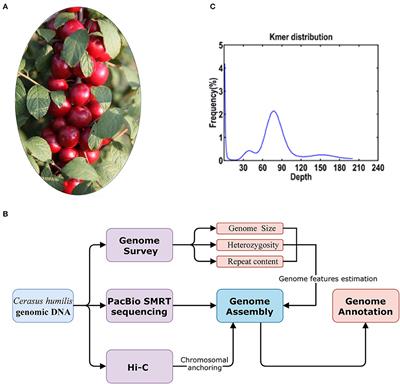 Chromosome-Level Genome Assembly of Cerasus humilis Using PacBio and Hi-C Technologies